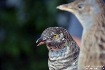 85-lecie OSP Chwaliszew