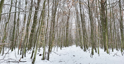 Zabierz dzieci do lasu!