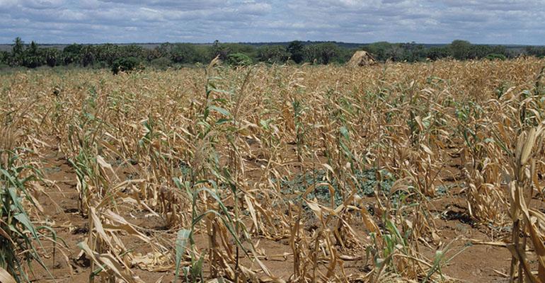 Szacowanie skutków suszy idzie pełną parą