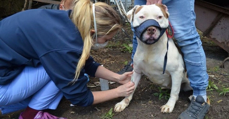 Odebrali właścicielowi trzy zaniedbane psy
