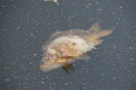 Na błoniach syf, kiła i mogiła!