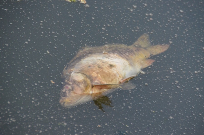 Na błoniach syf, kiła i mogiła!