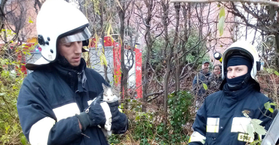 Strażacy ściągnęli kota z drzewa