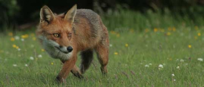 Zrzucą z samolotów szczepionki na lisy