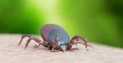 Majówka bez kleszczy