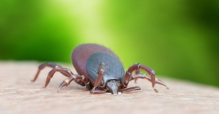 Majówka bez kleszczy