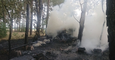 Spaliły się ule z pszczołami