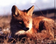 Szczepienie lisów wolno żyjących