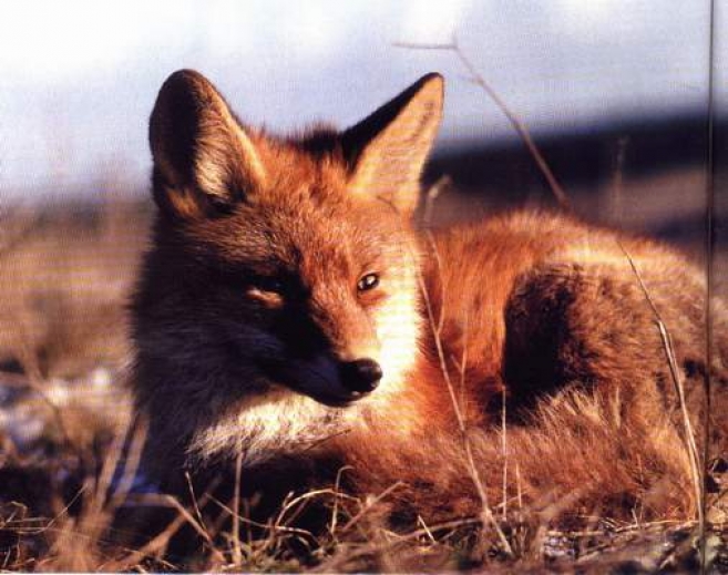 Szczepienie lisów wolno żyjących