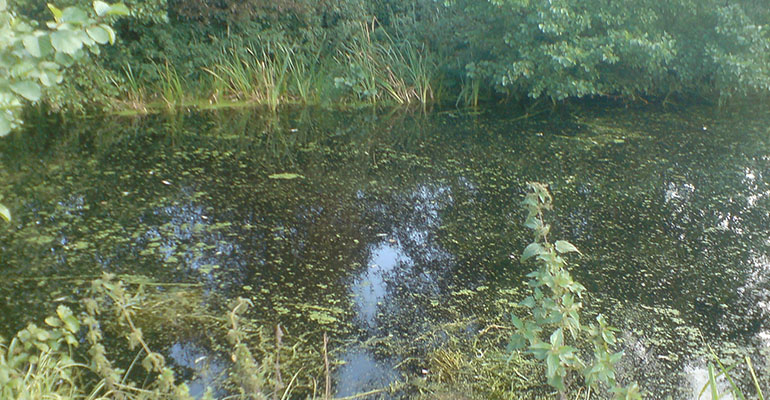 Opuszczanie wody ze stawów