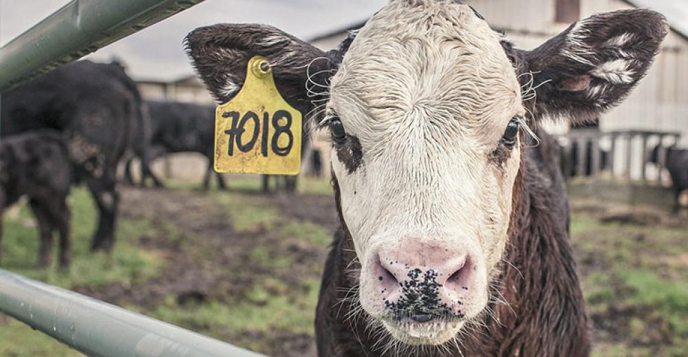 Trwają kontrole w rzeźniach na terenie kraju