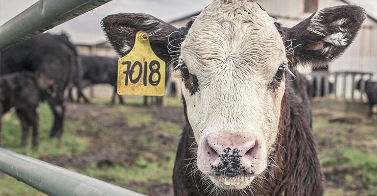 Trwają kontrole w rzeźniach na terenie kraju