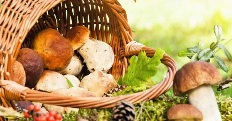 Wysyp grzybów w regionie. Czekamy na Wasze zdjęcia!