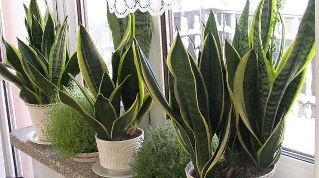 Wiosenne SPA dla roślin