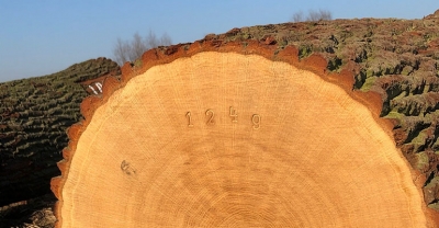 Krotoszyński dąb wizytówką naszego regionu