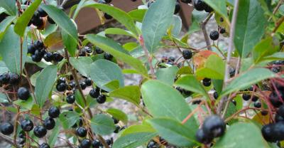 Aronia chroni przed rakiem