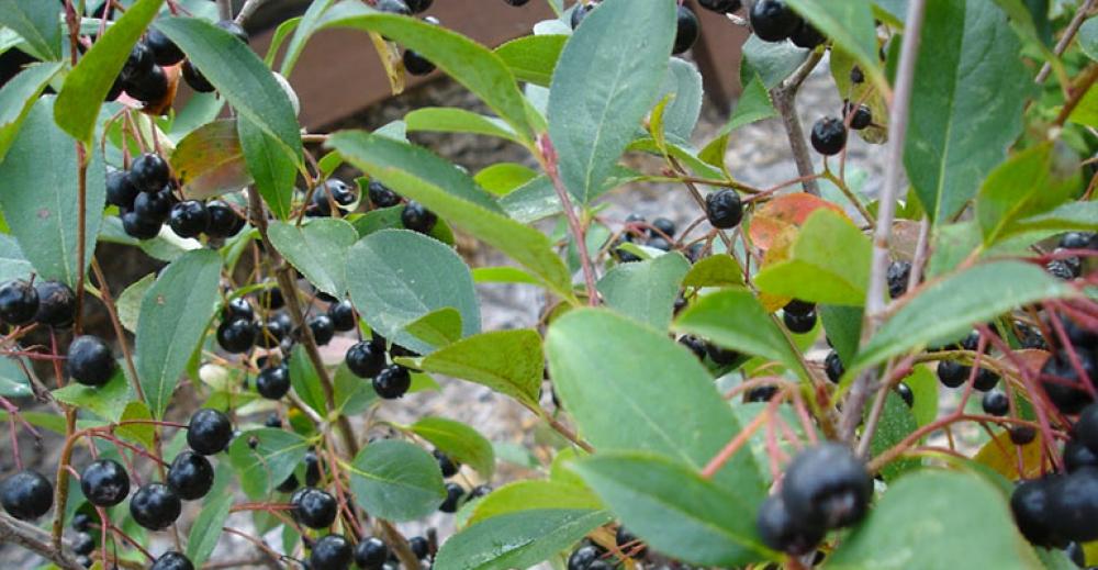 Aronia chroni przed rakiem