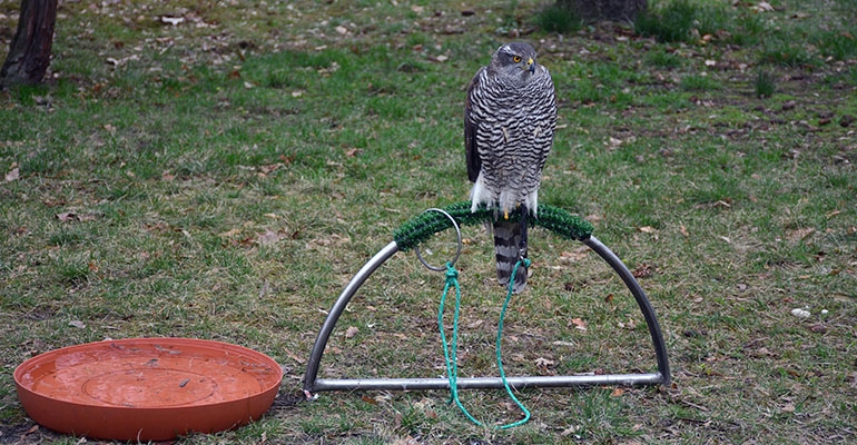 Sokół „załatwi” wrony?
