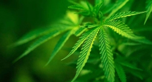 Sprawcy grożą nawet trzy lata pozbawienia wolności