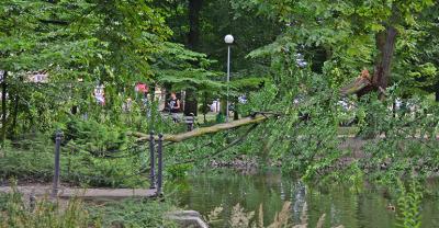 Posadzą 100 drzew w parku