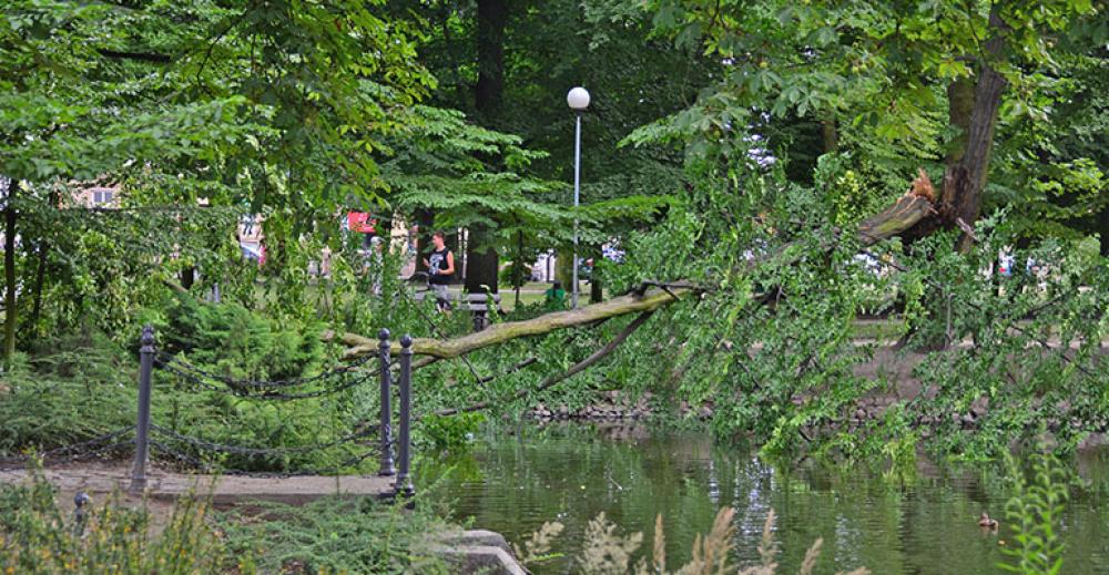 Posadzą 100 drzew w parku