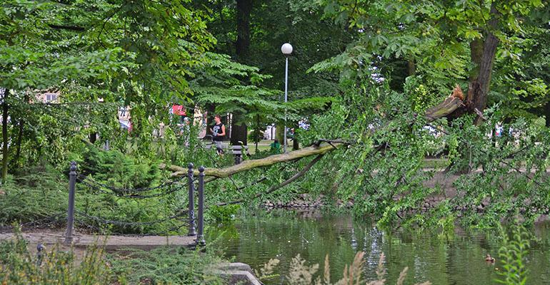 Posadzą 100 drzew w parku