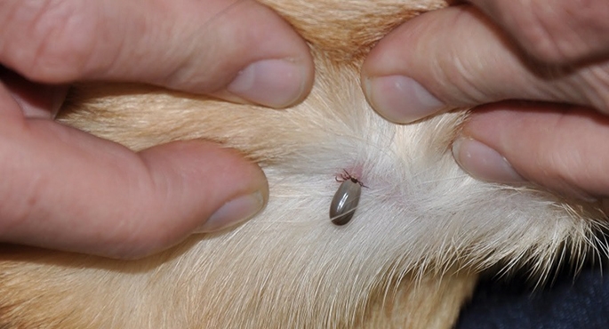 Uchroń pieska przed kleszczami