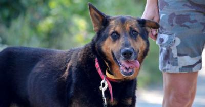 Urocza staruszka czeka na odpowiedzialny dom :)[gallery]