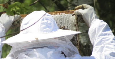 Miododajne w Koźminie i Sulmierzycach