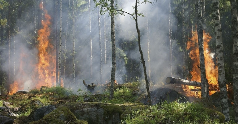 UWAGA! W lasach drugi stopień zagrożenia pożarowego