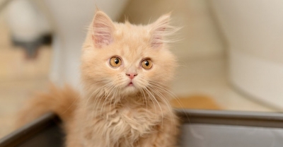 Kocia higiena – postaw na żwirek drewniany