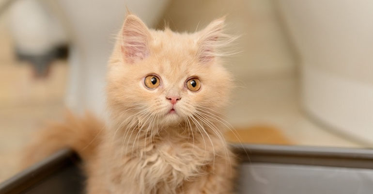 Kocia higiena – postaw na żwirek drewniany