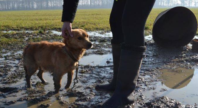 Znęcał się nad zwierzętami[gallery]