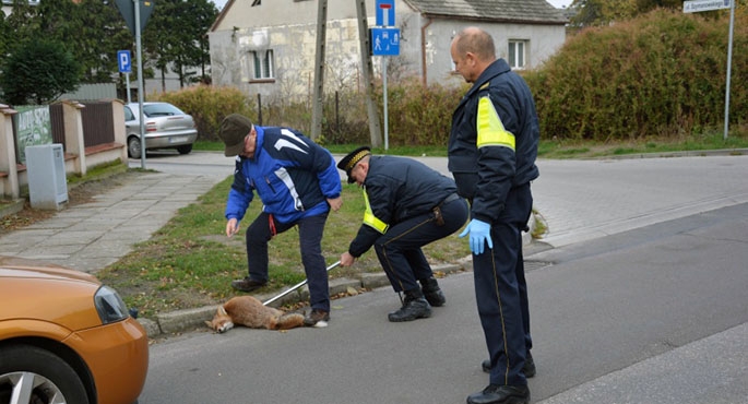 Zwierzęt zostało schwytane na skrzyżowaniu ul. Szymanowskiego i Chopina