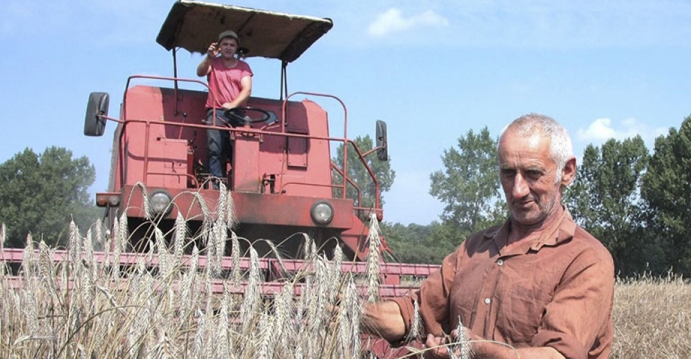 Miliony złotych wypalone słońcem