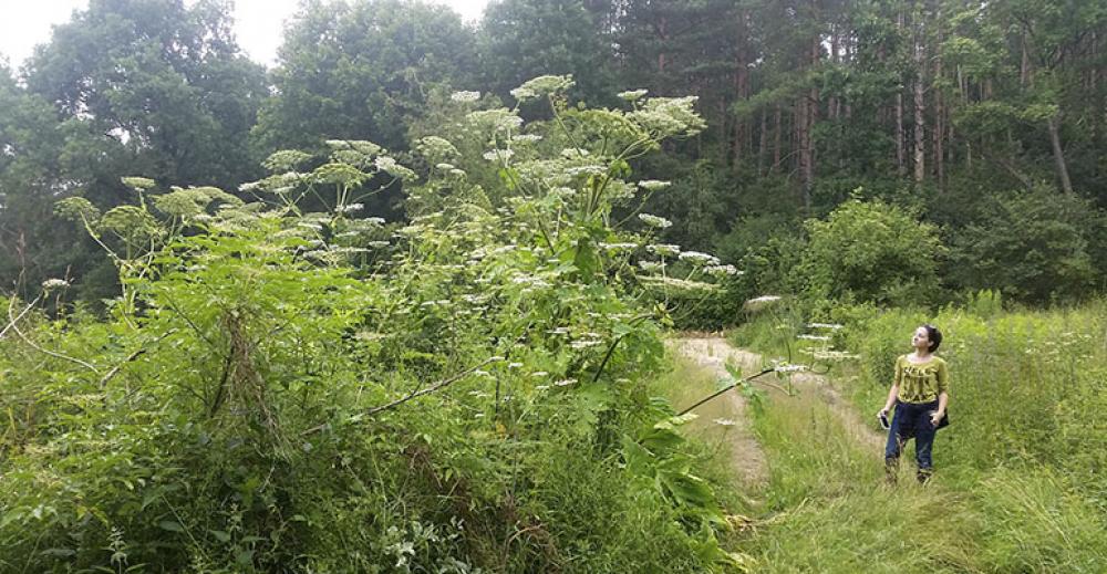 Latem uważajcie na barszcz Sosnowskiego!