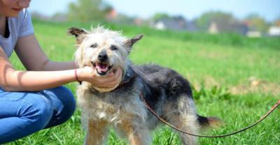 Czy Rysio ma jeszcze szansę na dobry dom?[gallery]