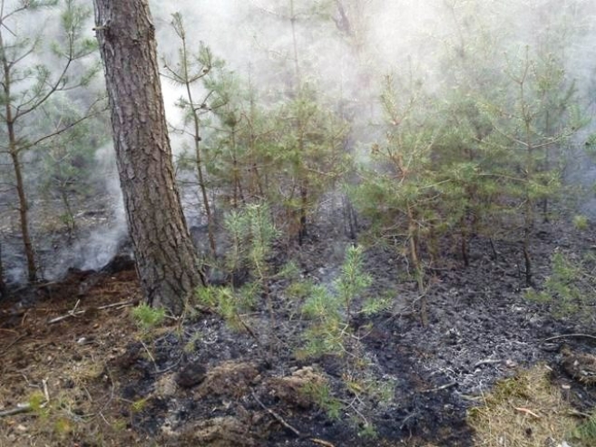 Pożar lasu