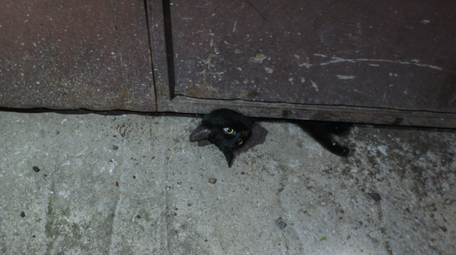 Uwolnili ciekawskiego kotka 