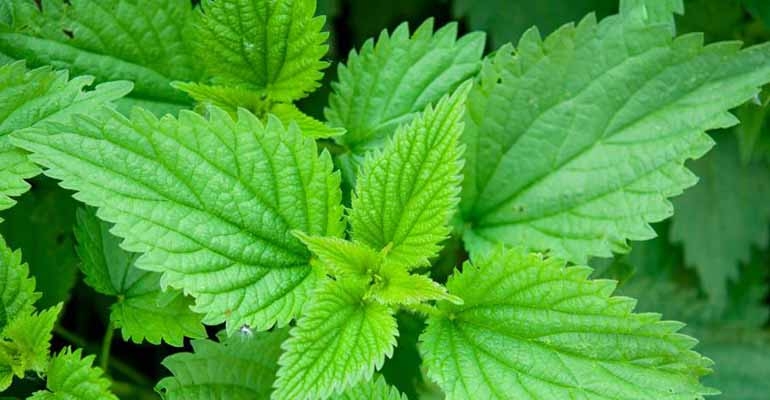 Pokrzywa na mocne włosy i piękną cerę