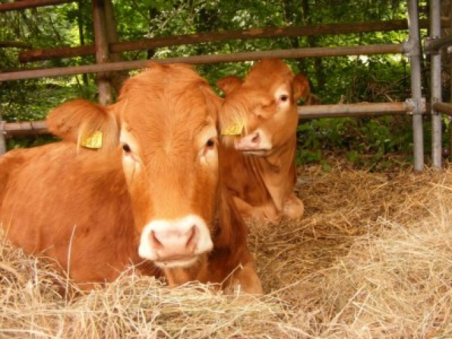 Konie, owce, psy, kanarki…