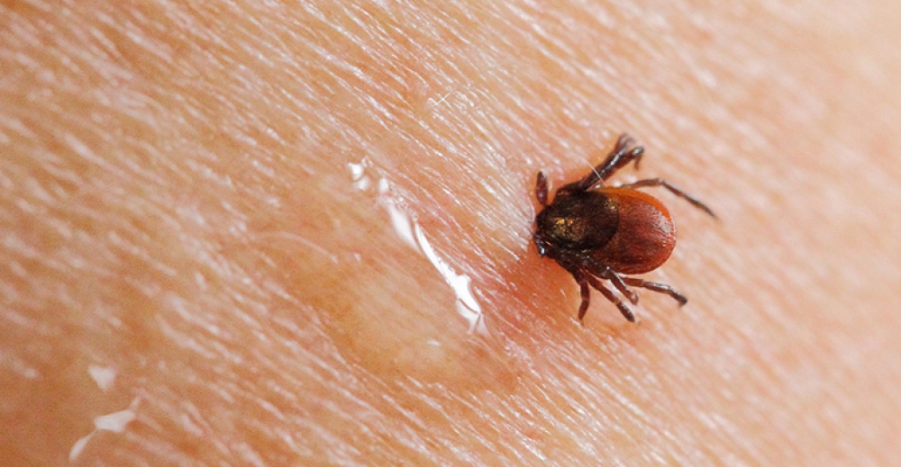 Kleszcze fakty i mity