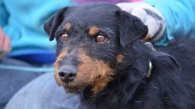 Till w typie teriera niemieckiego szuka domu![gallery]