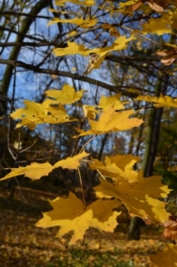 Jesień w obiektywie aparatu [gallery]