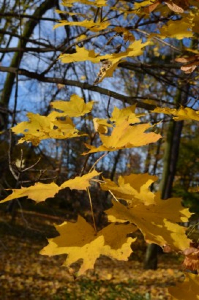 Jesień w obiektywie aparatu 