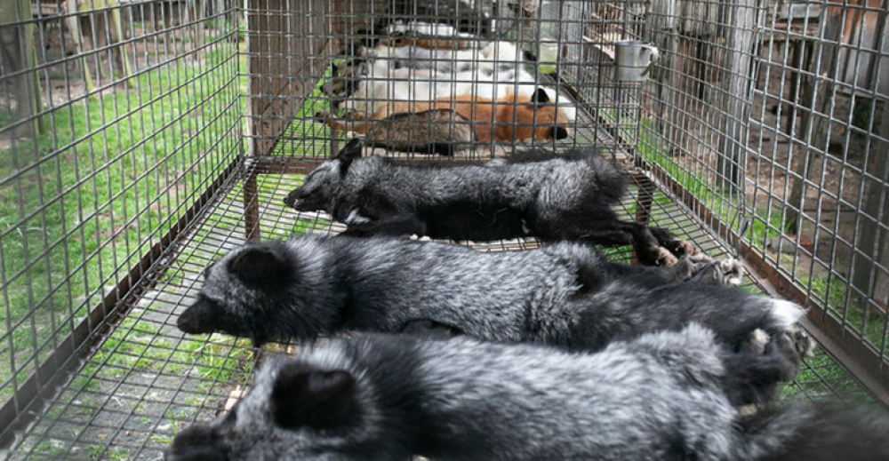 Lisy zdechły z głodu