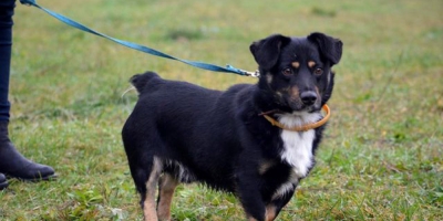 Młodziutki Kabi szuka domu!