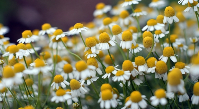 Uwaga! U osób uczulonych na byliny rumianek może wywołać alergię