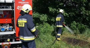 Usuwali rój pszczół i gasili pożar trawy[gallery]