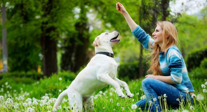 Co grozi za to, że nasz pies biega tam, gdzie chce